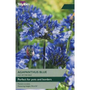 Taylors Bulbs Agapanthus Blue (Lily of the Nile) Single - NL