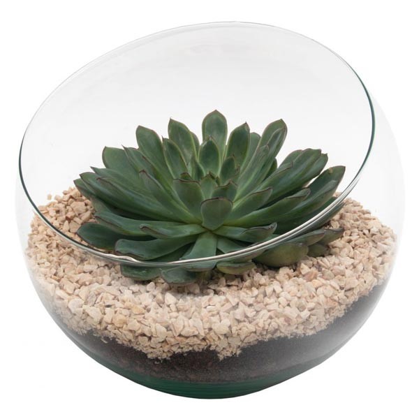 Growth Tech Spider Bowl Terrarium