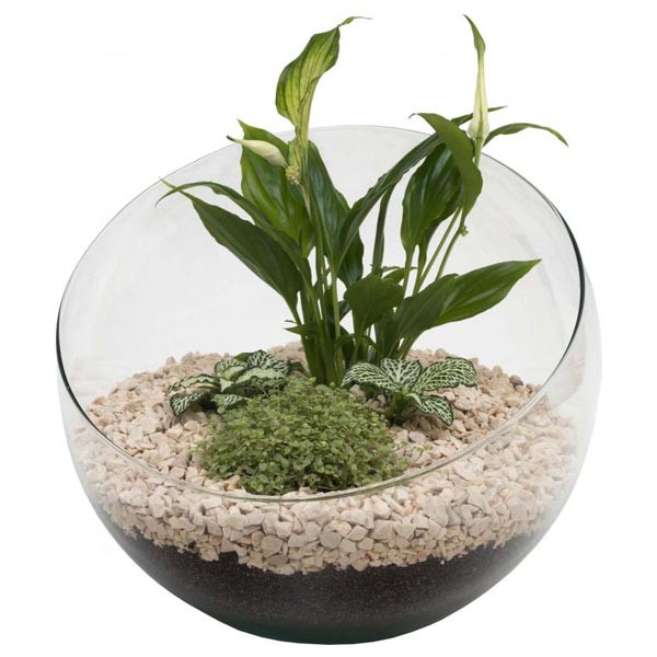 Growth Tech Spider Bowl Terrarium