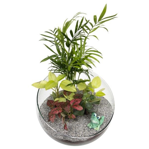 Growth Tech Spider Bowl Terrarium