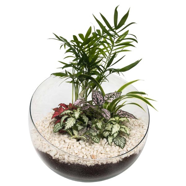 Growth Tech Spider Bowl Terrarium