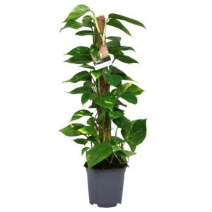 Golden Pothos (Epipremnum aureum) with Moss Pole 19cm Pot