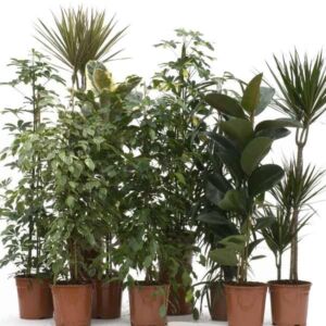 Assorted Large Green House Plants 24cm Pot