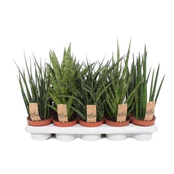 Cylindrical Snake Plant (Sansevieria cylindrica straight) 12cm Pot