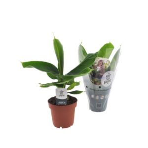 Banana Plant (Mua Oriental Dwarf) 12cm Pot