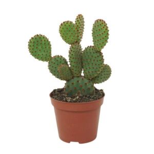 Blind Prickly Pear (Opuntia Rufida) 8.5cm Pot