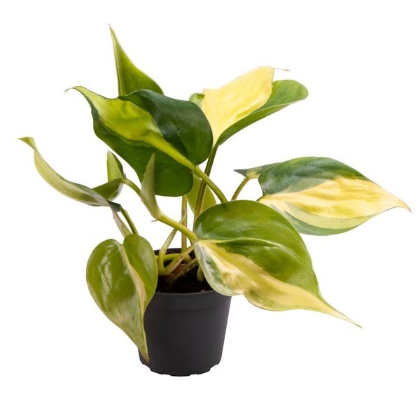 Heart Leaf (Philodendron Scandens) Brasil 11cm Pot