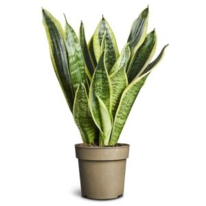 Snake Plant (Sansevieria Futura Superba) 12cm Pot