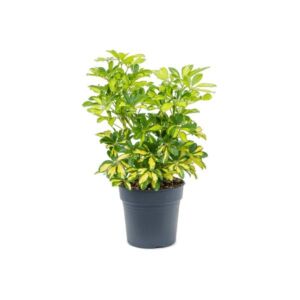 Umbrella Plant (Schefflera arboricola Gold Capella) 9cm Pot