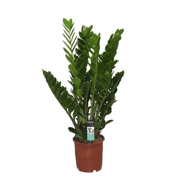 Zamioculcas Zamiifolia Lucky 3+ 12cm Pot