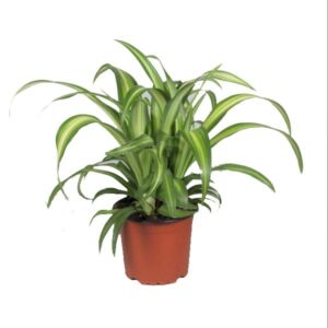 Spider Plant Hawaiian (Chlorophytum) 12cm Pot