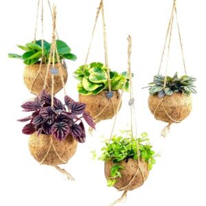 Plants in Coconut Hanger Assorted 15cm